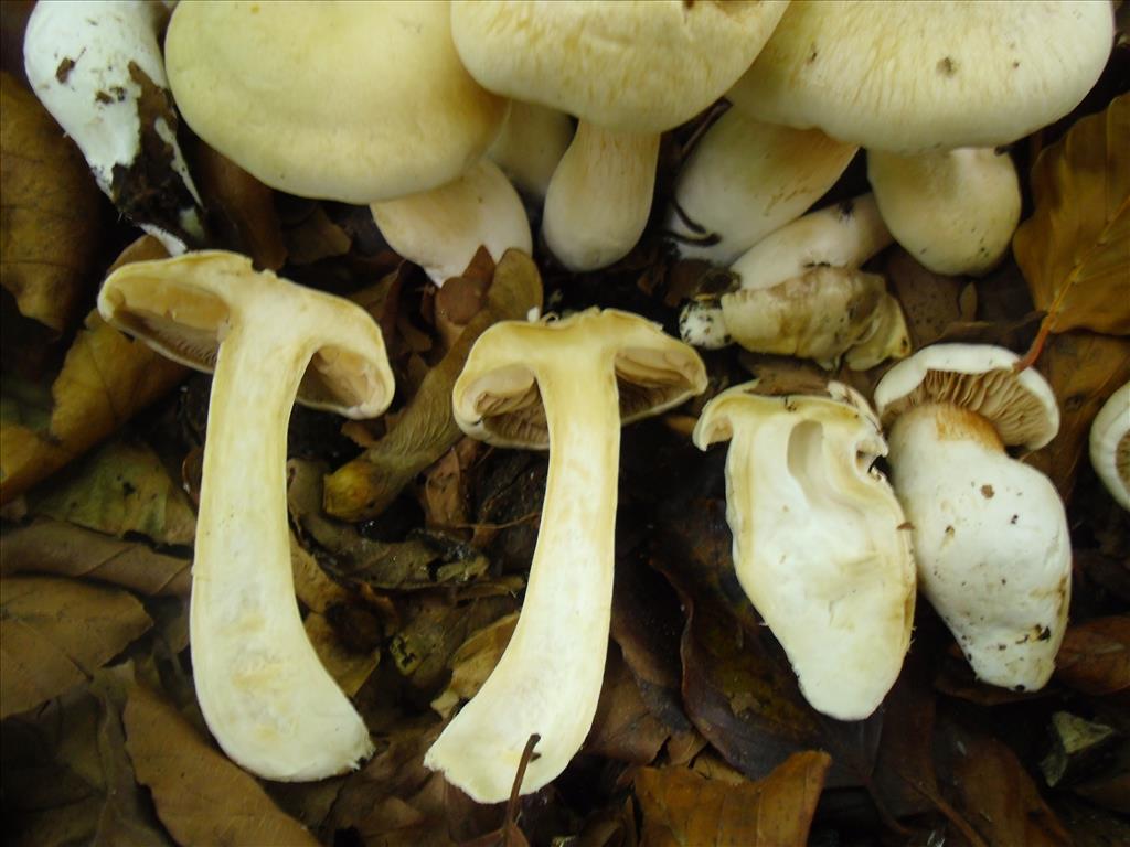 Cortinarius emollitus (door Michel Beeckman)