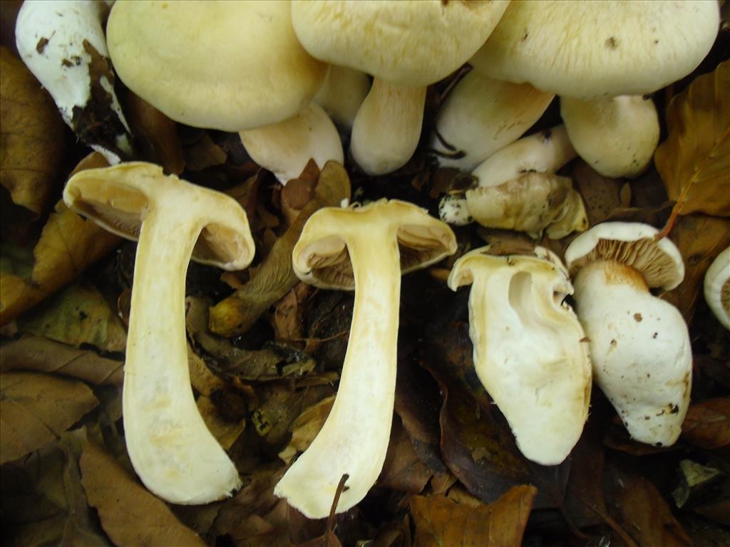 Cortinarius emollitus (door Michel Beeckman)