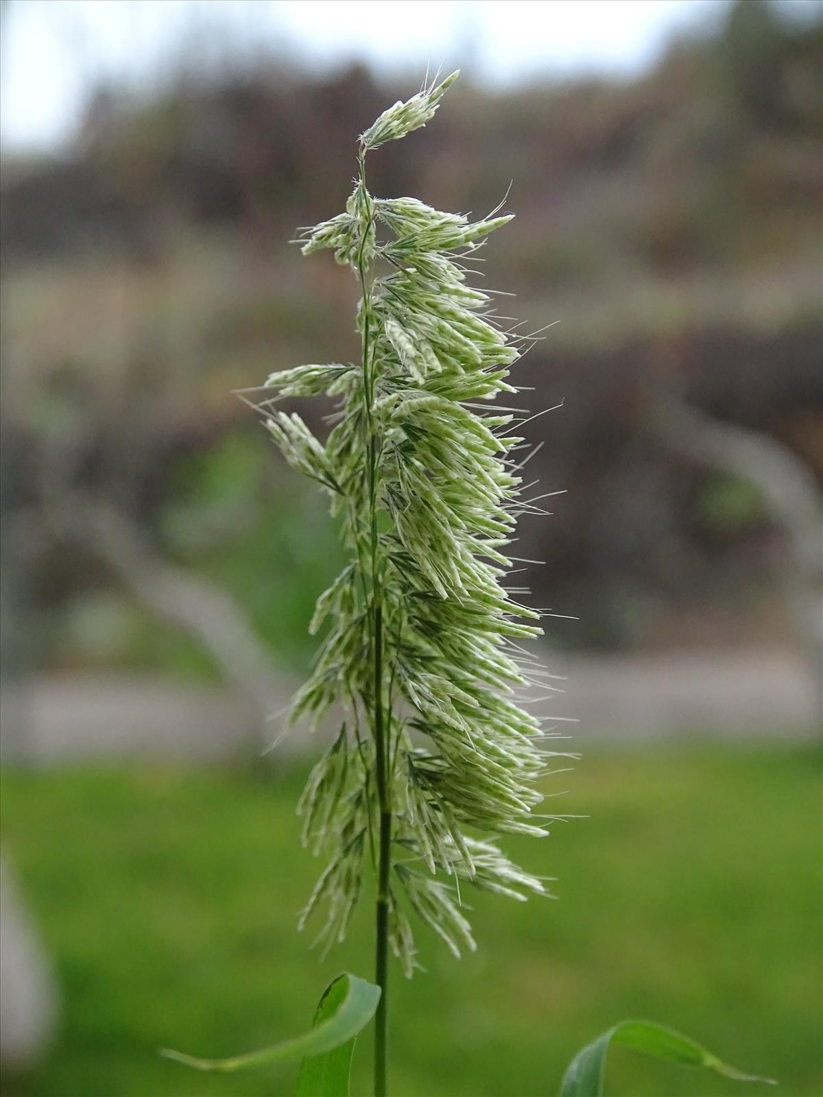 Lamarckia aurea (door Lieuwe Haanstra)