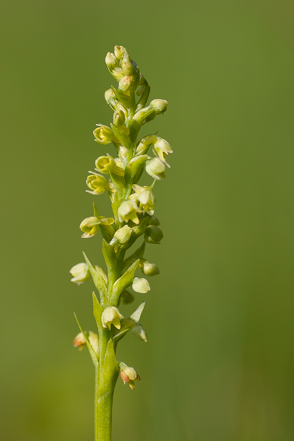 Pseudorchis albida (door Bert Blok)