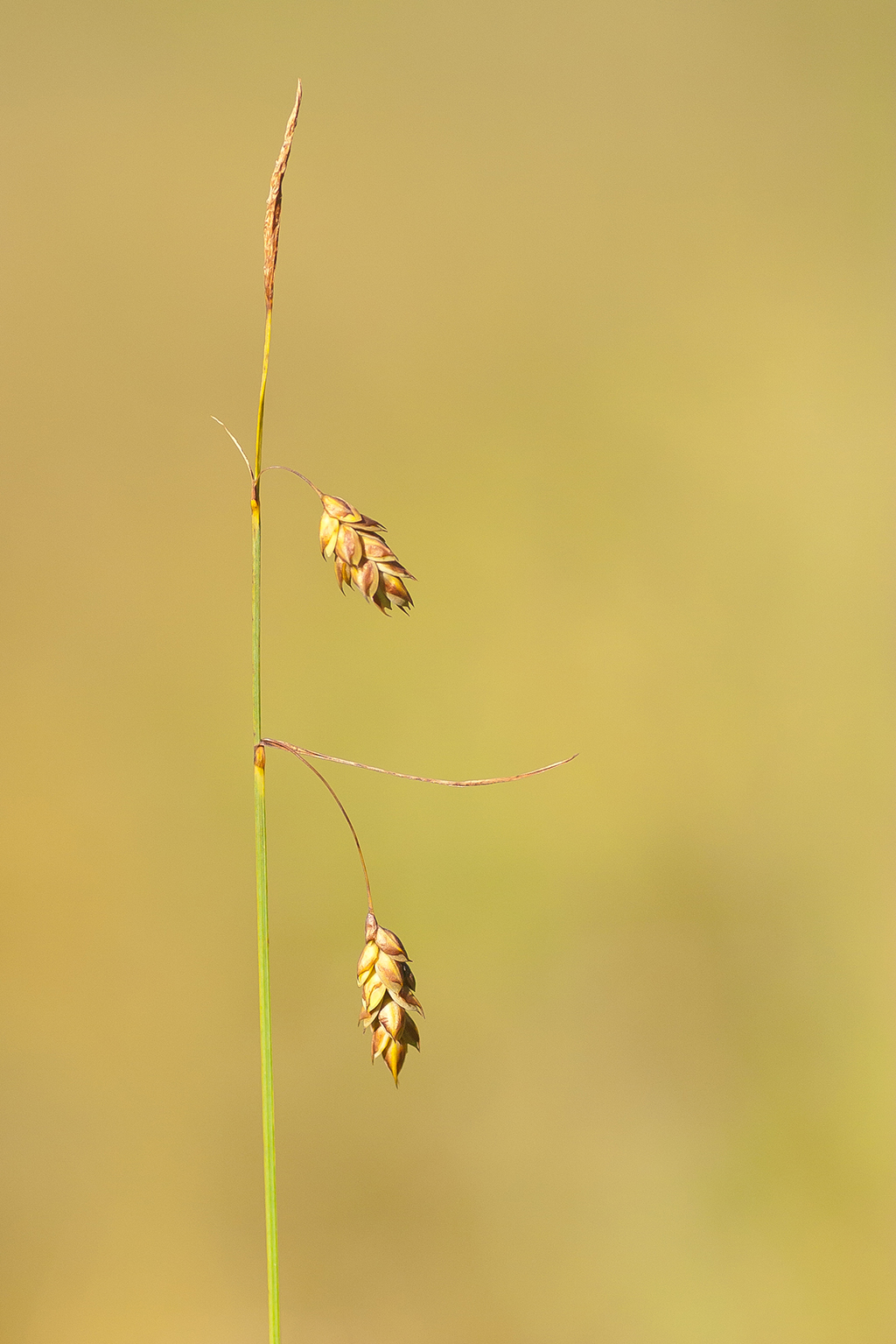 Carex limosa (door Bert Blok)