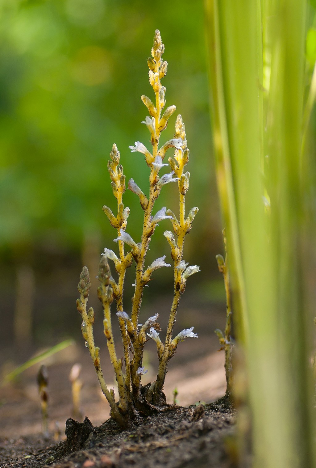 Orobanche ramosa (door Bert Blok)