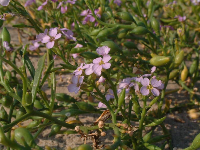 Cakile maritima (door Adrie van Heerden)