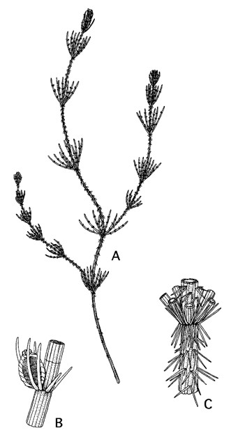 Chara aculeolata (door Emile Nat)