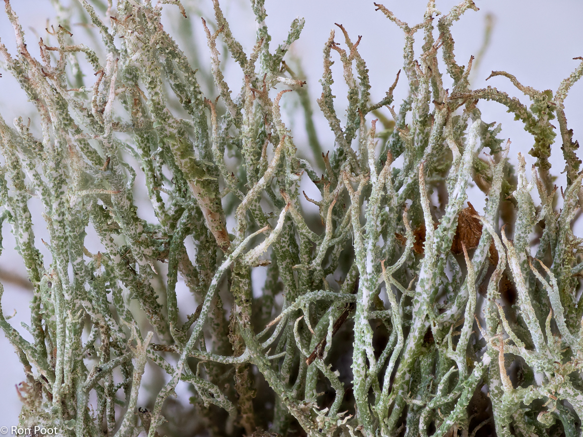 Cladonia scabriuscula (door Ron Poot)