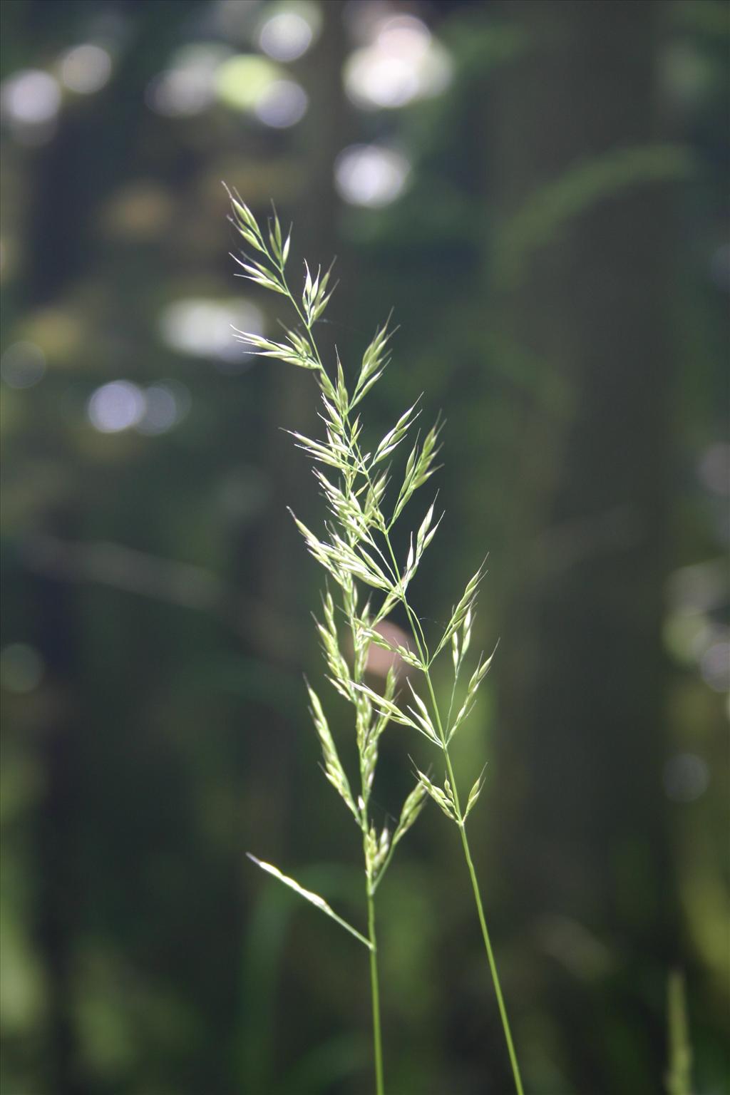 Calamagrostis arundinacea (door Niels Jeurink)