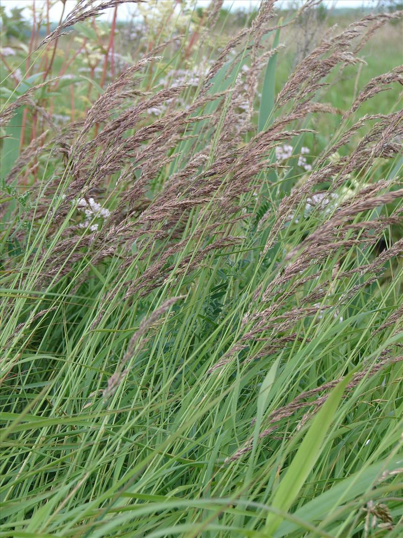 Calamagrostis epigejos (door Adrie van Heerden)