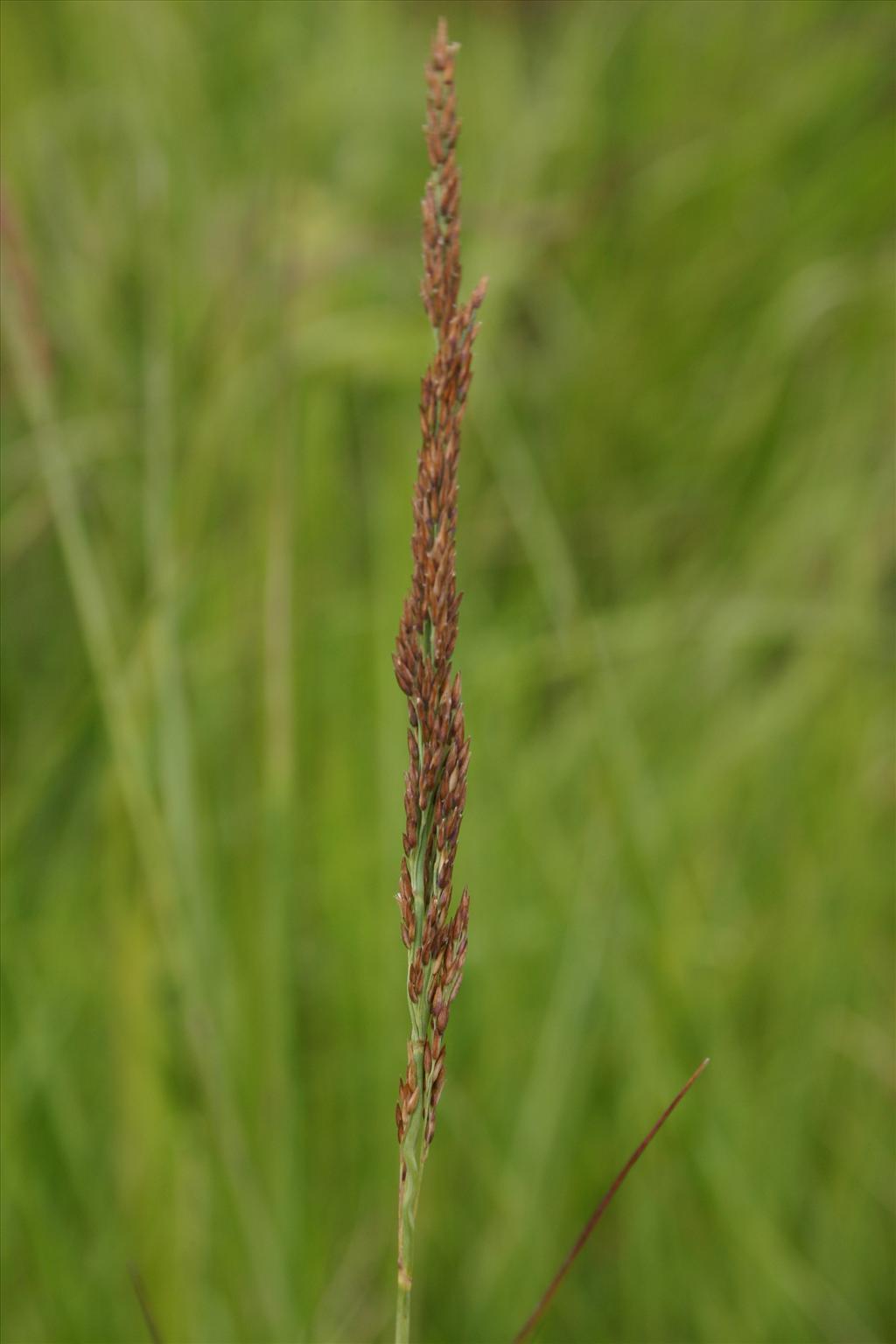 Calamagrostis stricta (door Niels Jeurink)