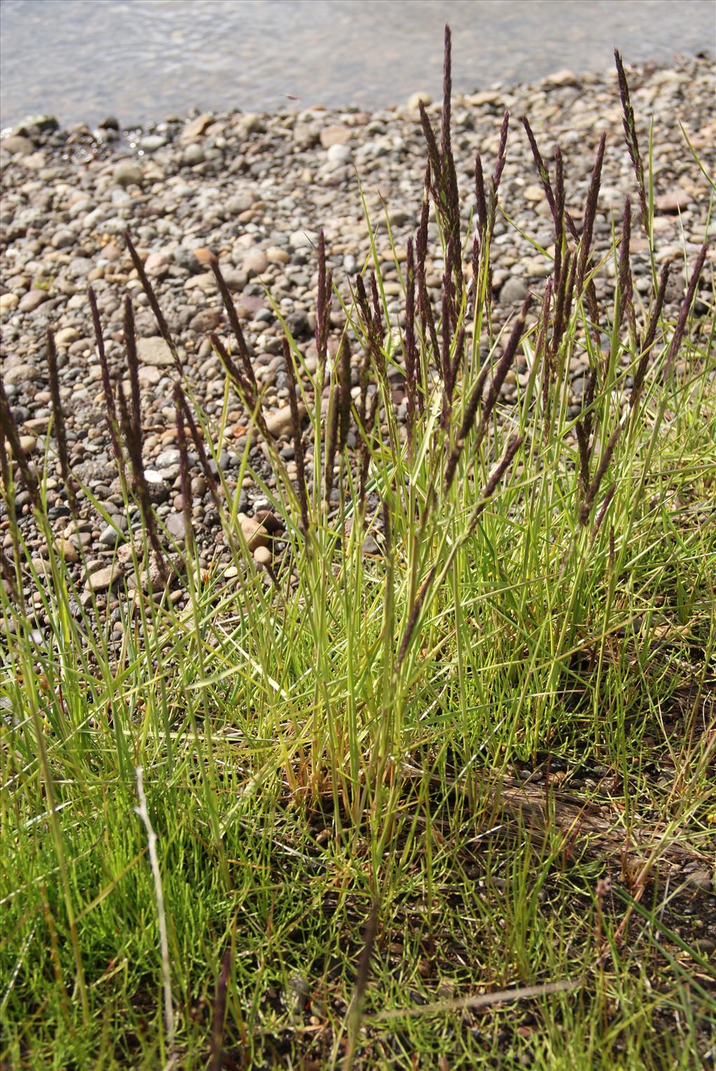 Calamagrostis stricta (door Adrie van Heerden)