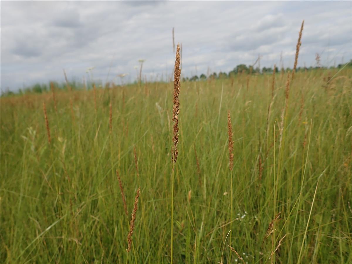 Calamagrostis stricta (door Tim van de Vondervoort)