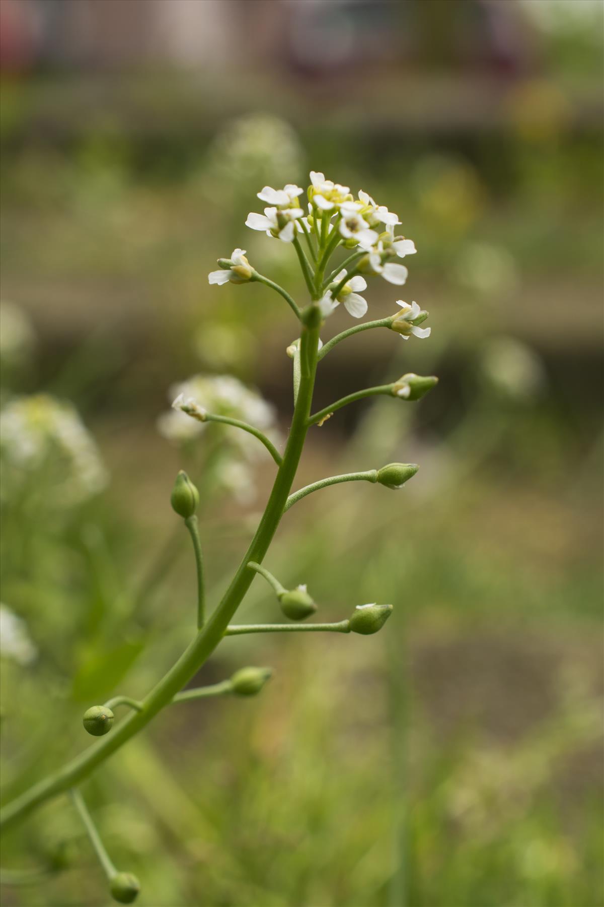 Calepina irregularis (door Nils van Rooijen)