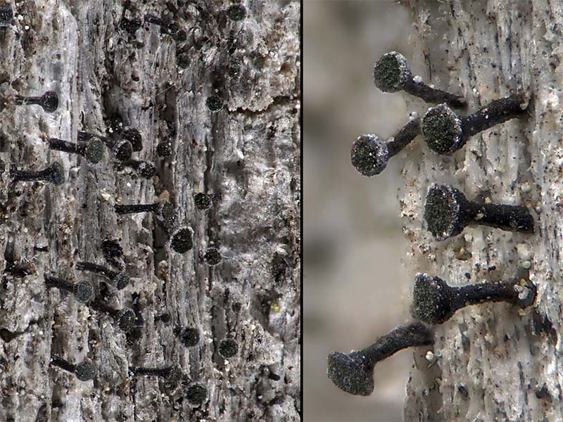 Calicium glaucellum (door Bart Horvers)