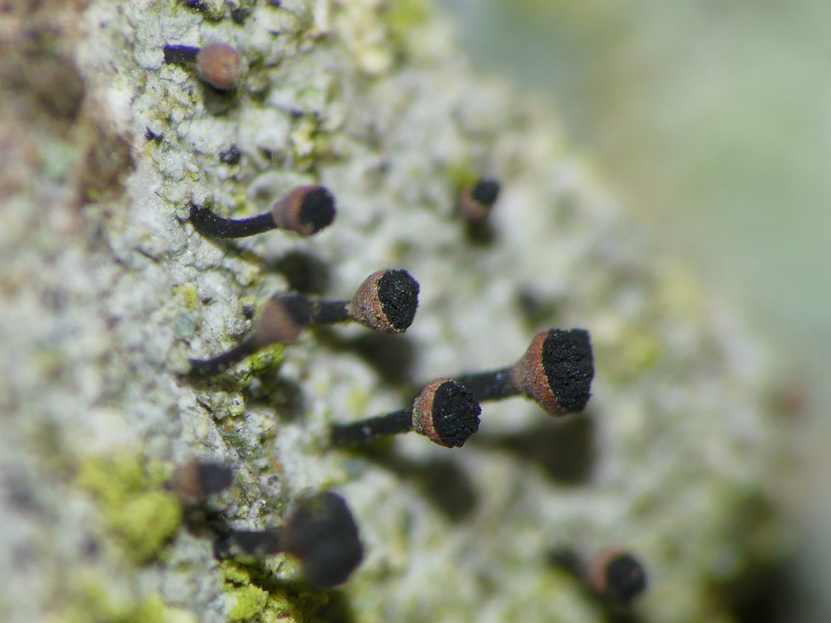 Calicium salicinum (door Henk-Jan van der Kolk)