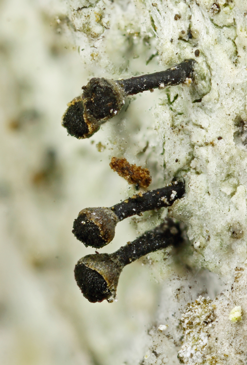 Calicium salicinum (door Klaas van der Veen)