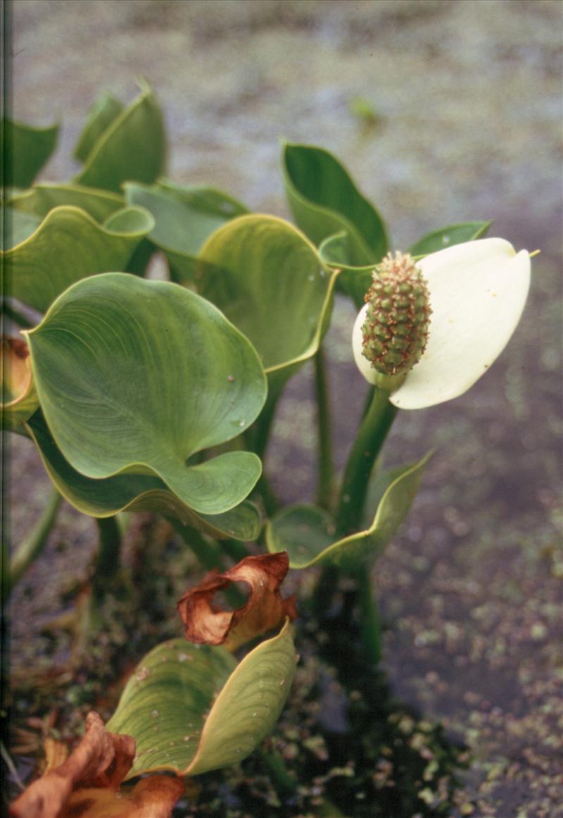 Calla palustris (door Adrie van Heerden)