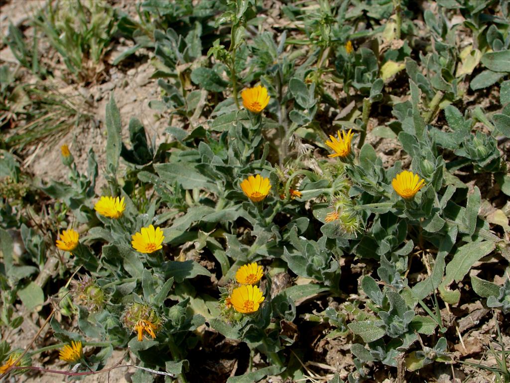 Calendula arvensis (door Adrie van Heerden)