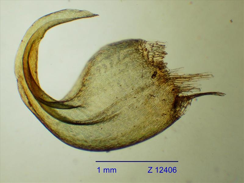 Calliergonella lindbergii (door Rudi Zielman)