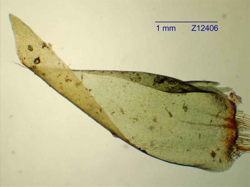 Calliergonella lindbergii (door Rudi Zielman)