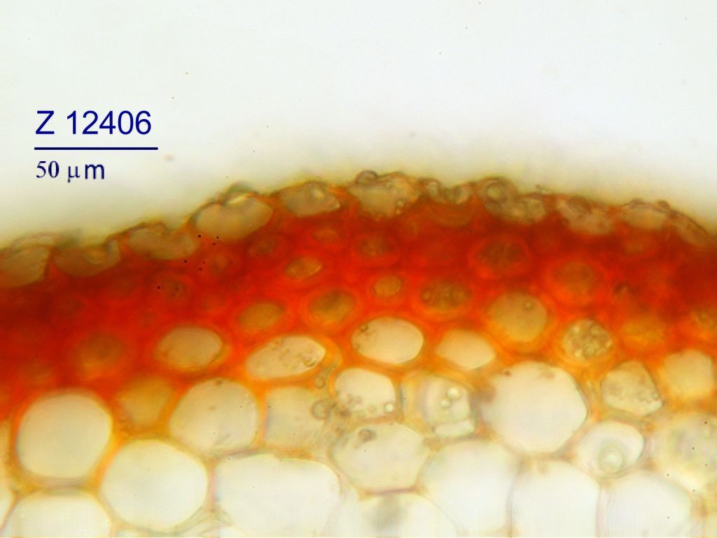 Calliergonella lindbergii (door Rudi Zielman)