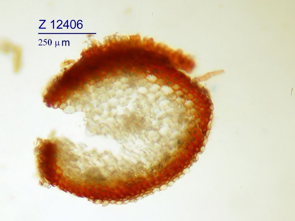 Calliergonella lindbergii (door Rudi Zielman)