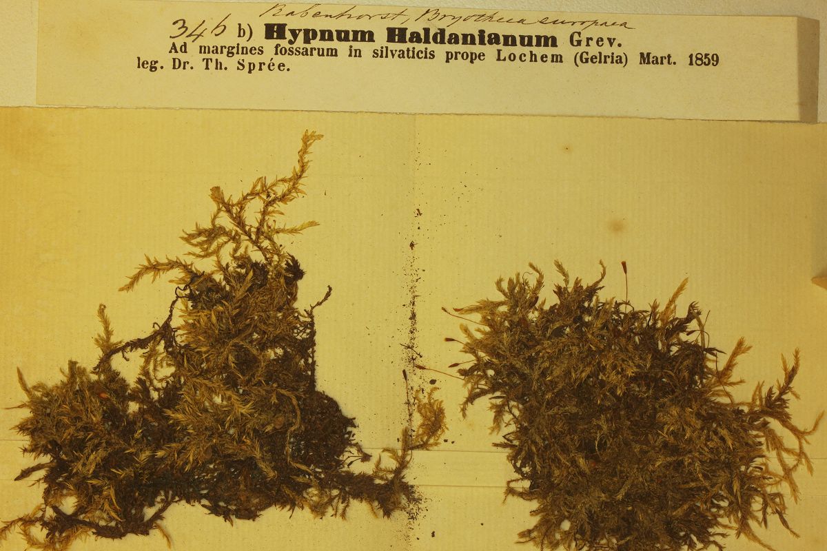 Callicladium haldanianum (door Laurens Sparrius)