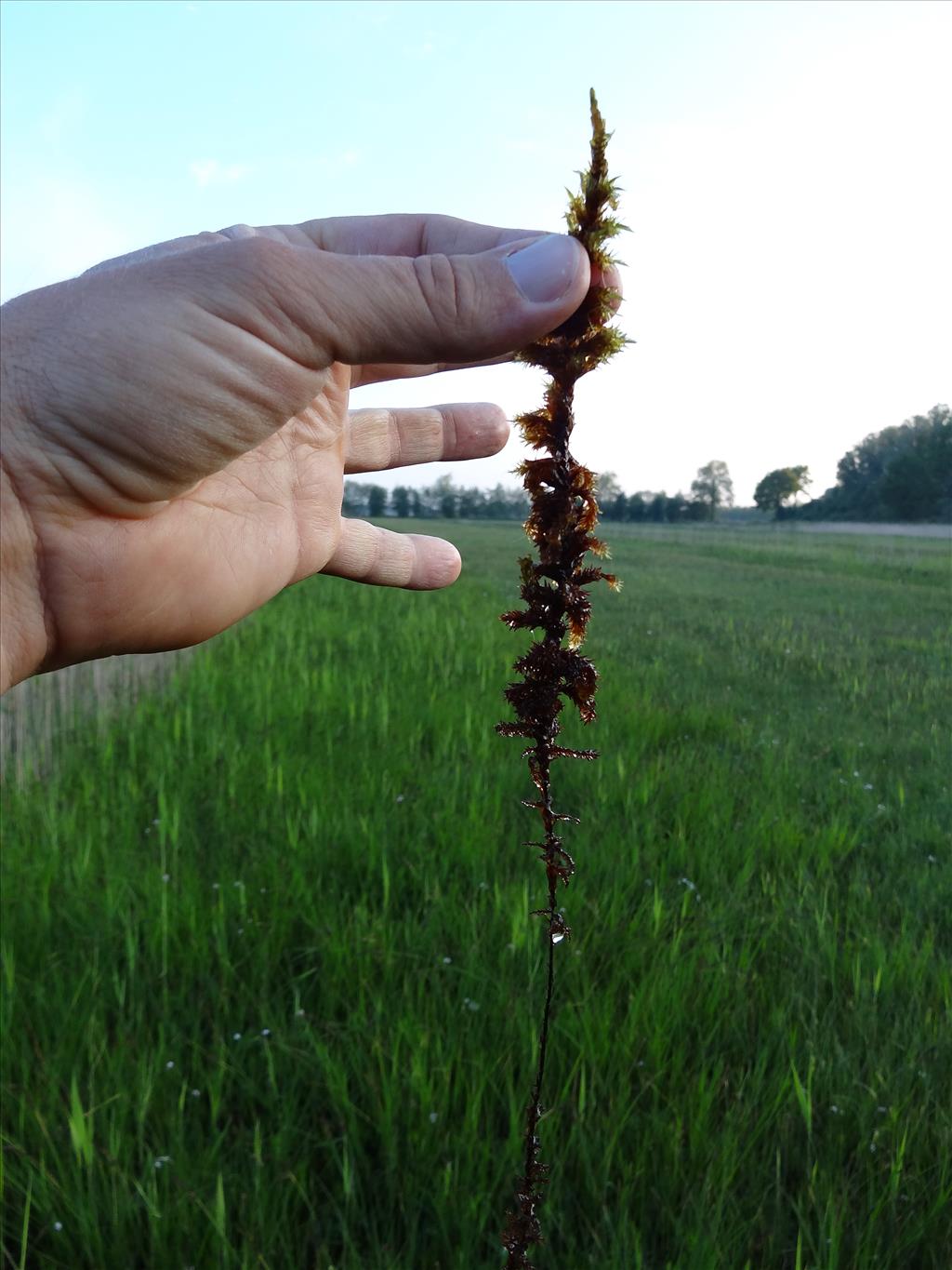 Calliergon giganteum (door Jakob Hanenburg)