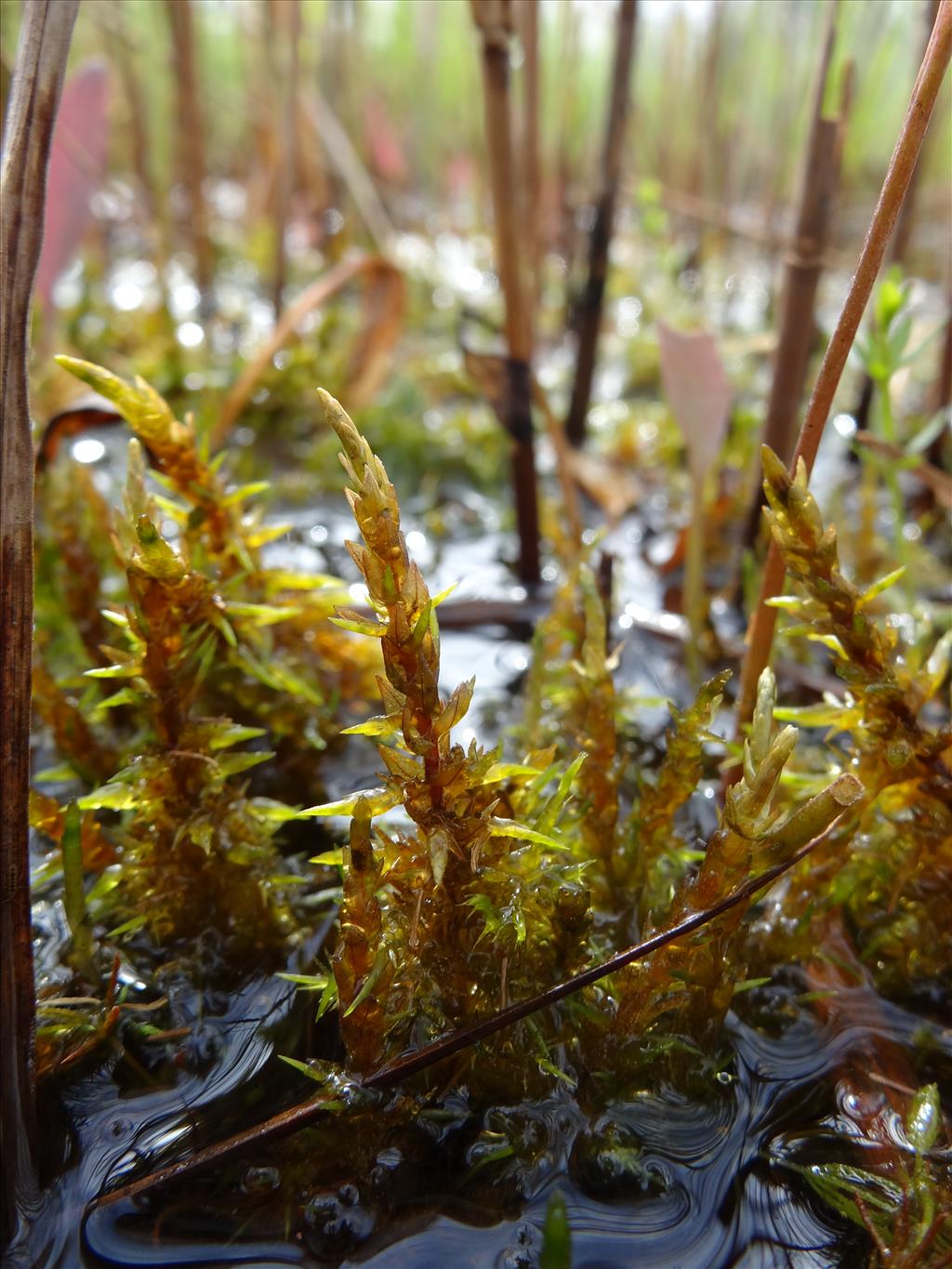 Calliergon giganteum (door Jakob Hanenburg)