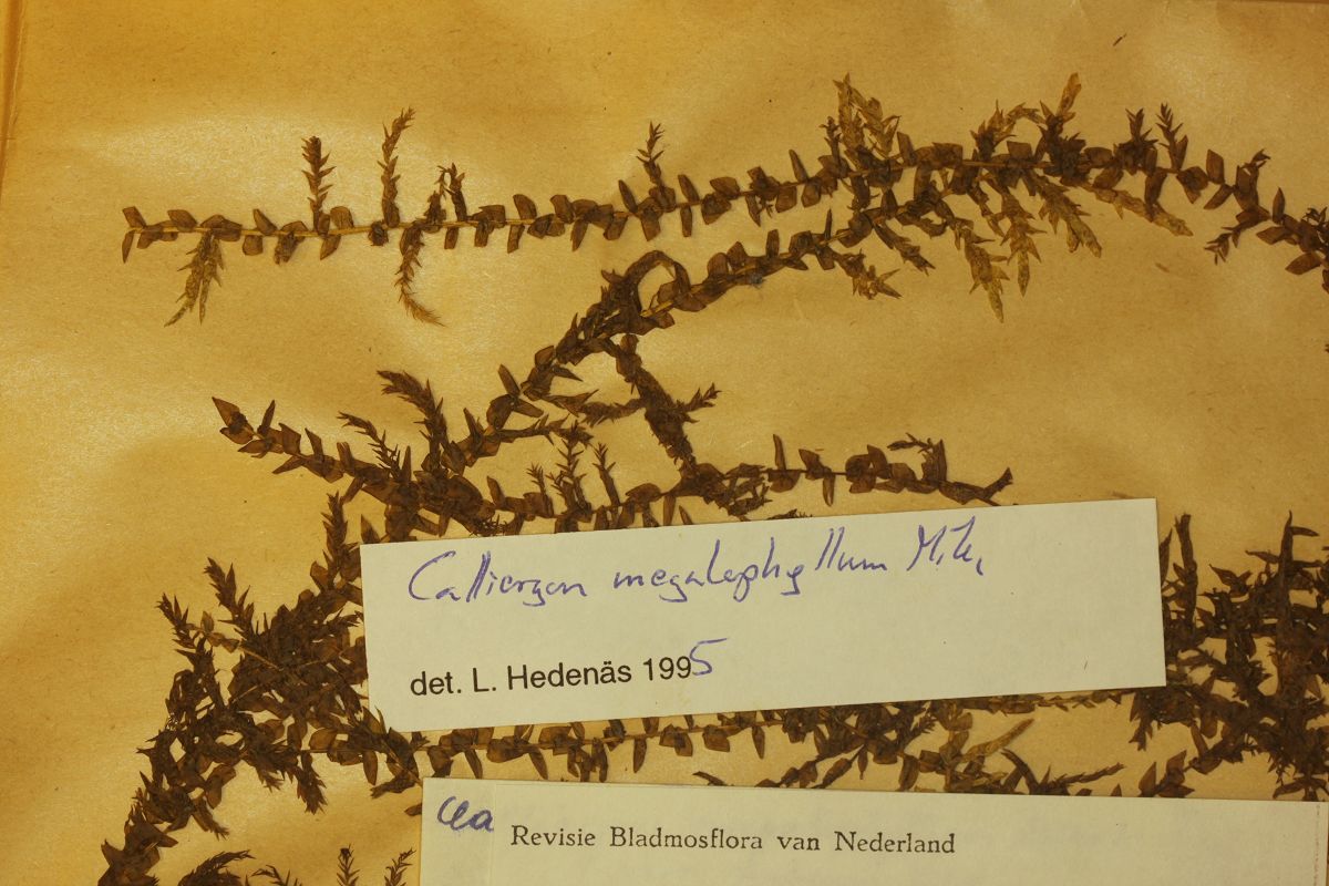 Calliergon megalophyllum (door Laurens Sparrius)