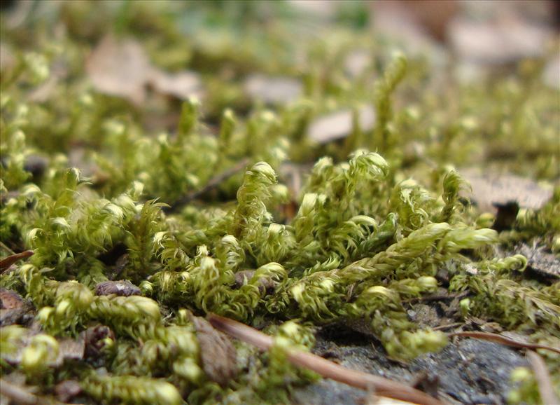 Calliergonella lindbergii (door Hans Wondergem)