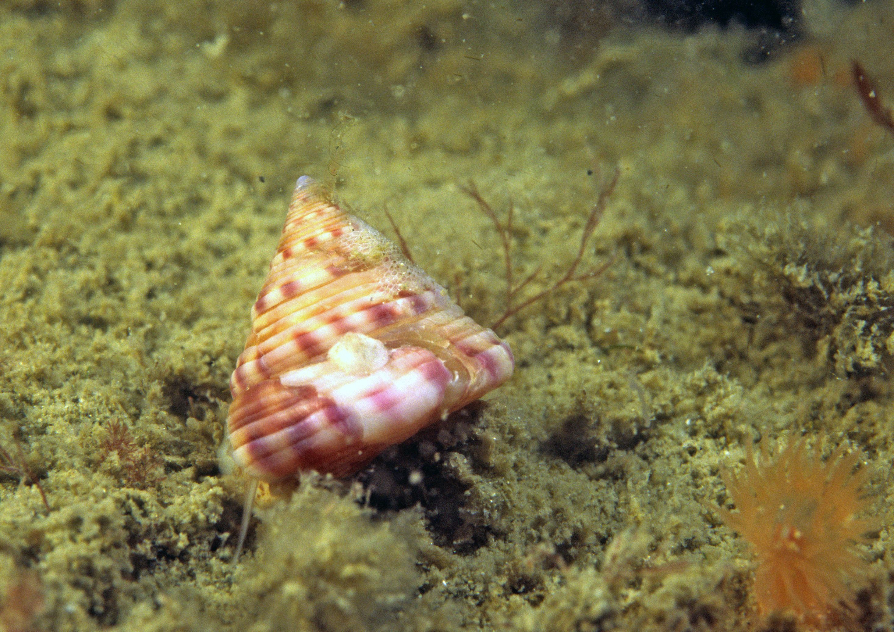 Calliostoma zizyphinum (door Marion Haarsma)