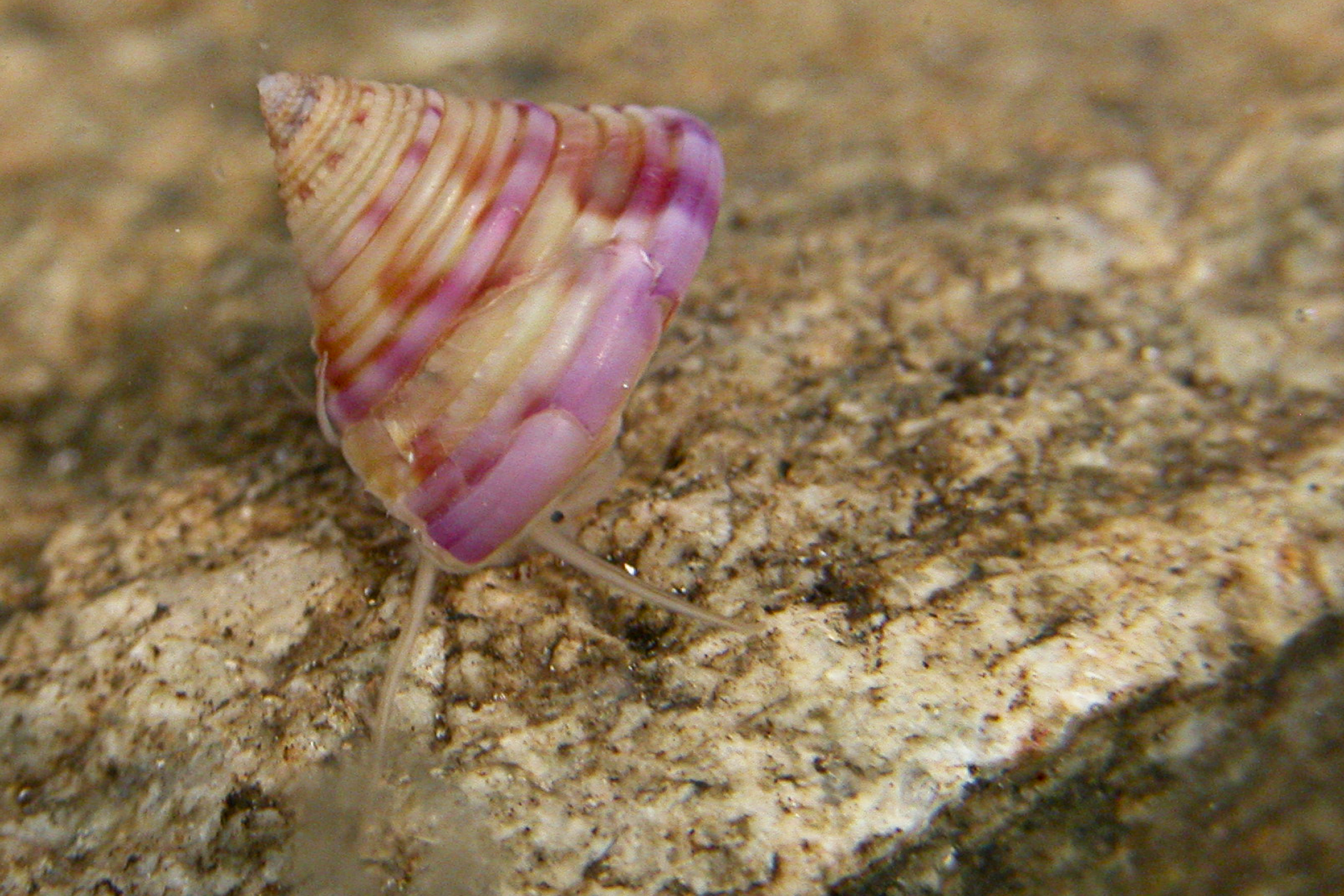 Calliostoma zizyphinum (door Peter H. van Bragt)