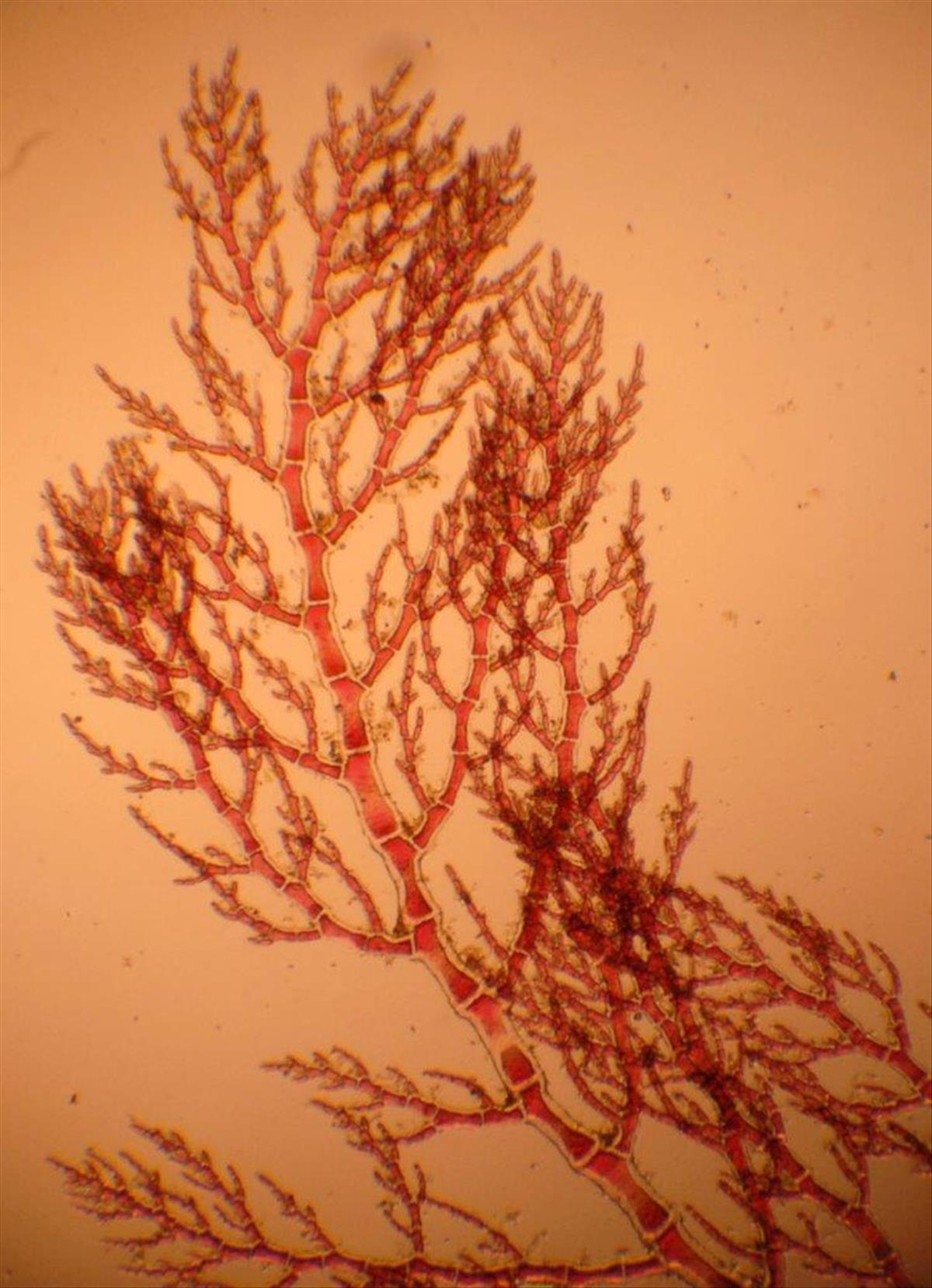 Gaillona rosea (door Mart Karremans)