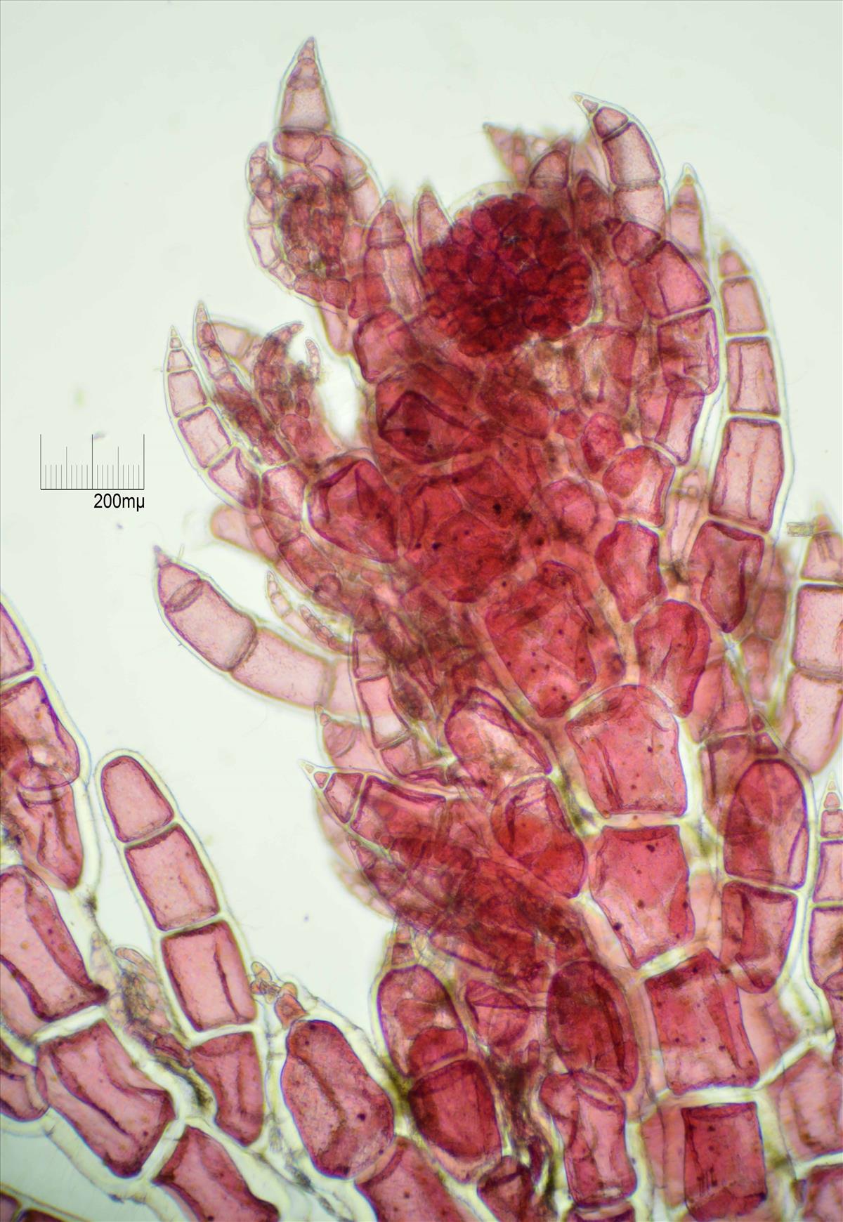 Callithamnion tetragonum (door Mart Karremans)