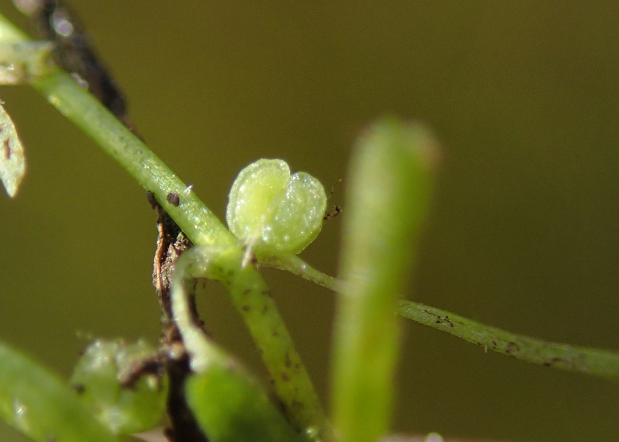 Callitriche brutia var. hamulata (door Adrie van Heerden)