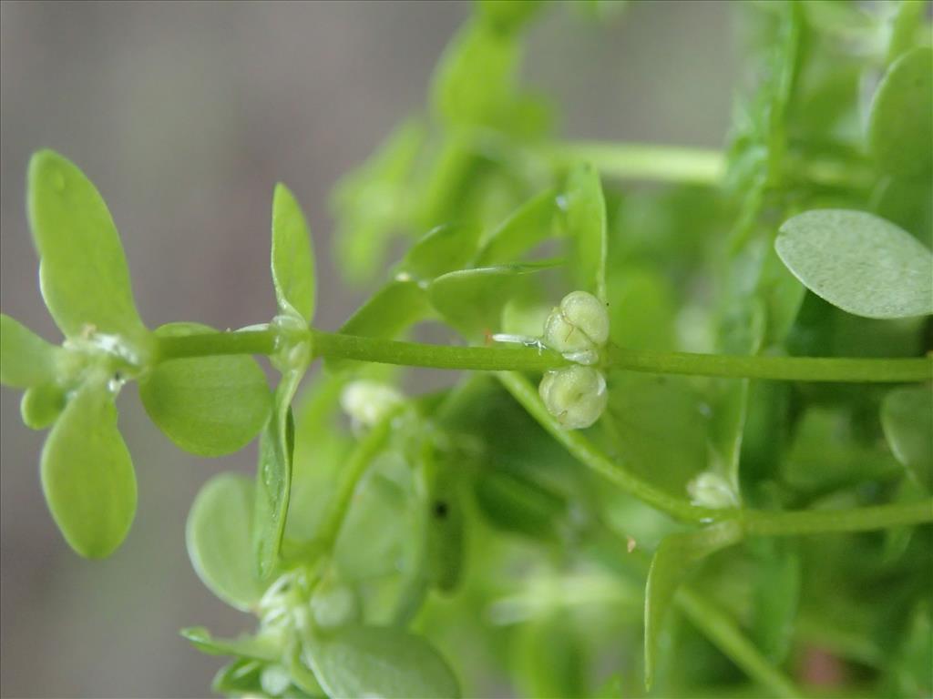 Callitriche platycarpa (door Adrie van Heerden)