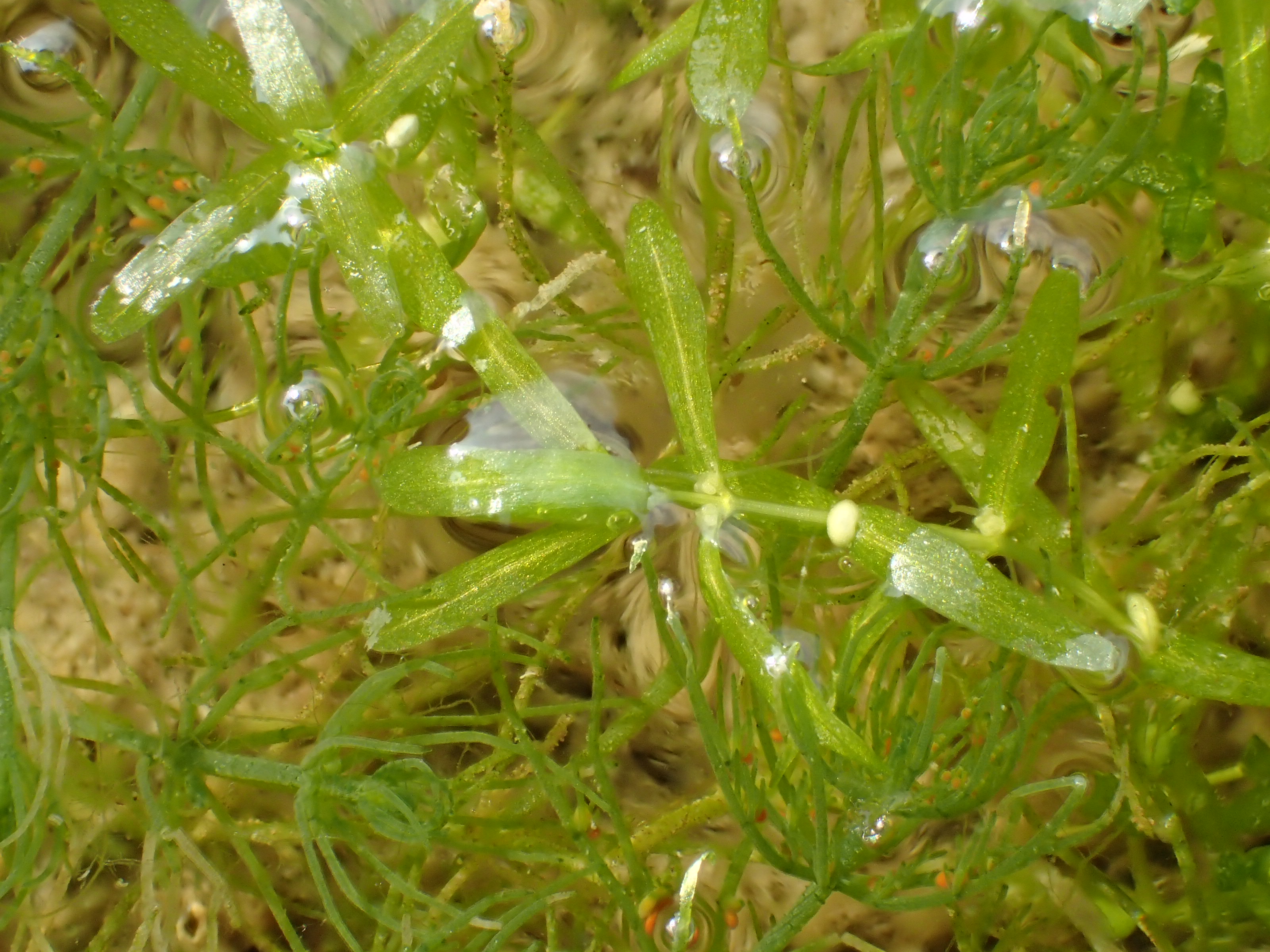Callitriche truncata subsp. occidentalis (door Adrie van Heerden)