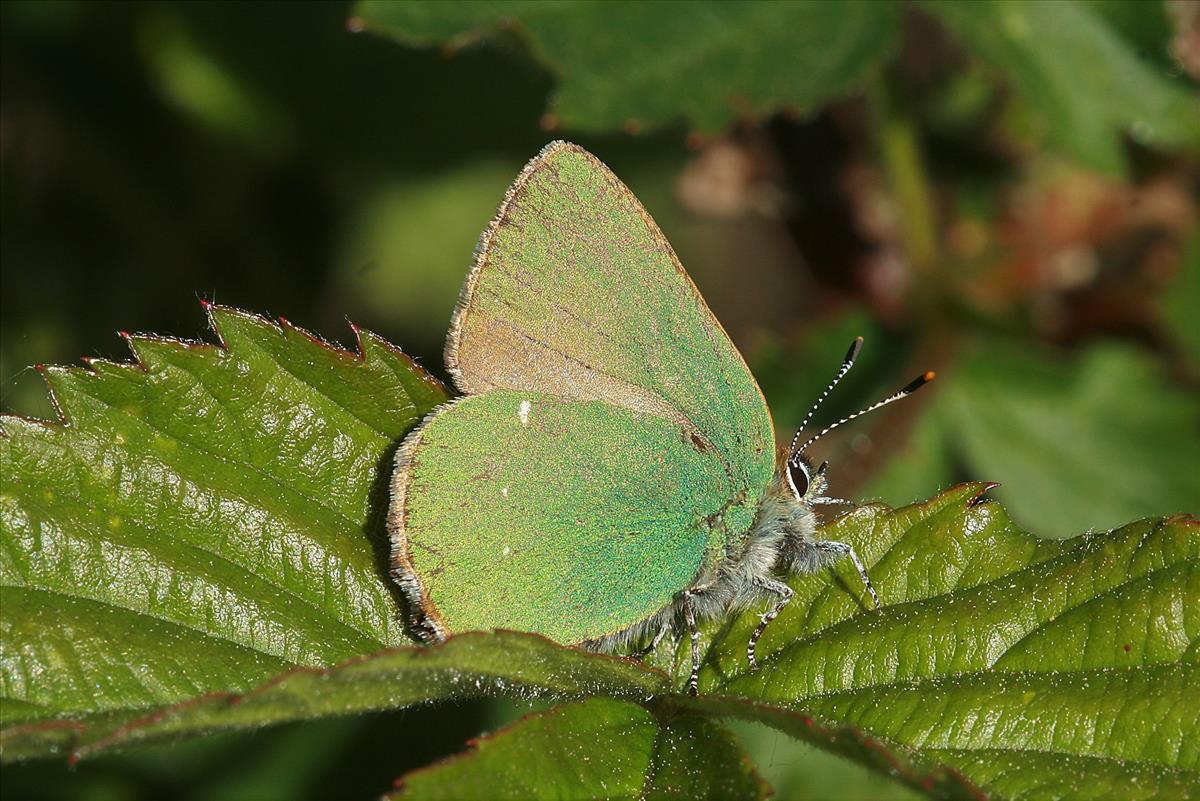 Callophrys rubi (door Jan Kersten)