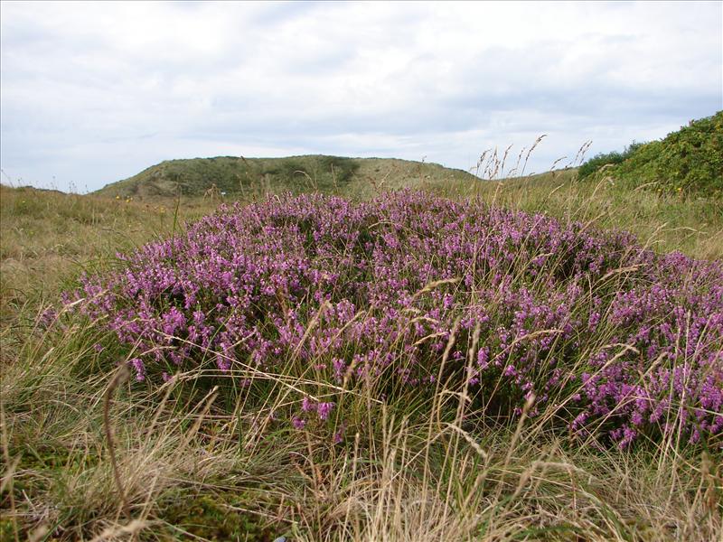 Calluna vulgaris (door Adrie van Heerden)