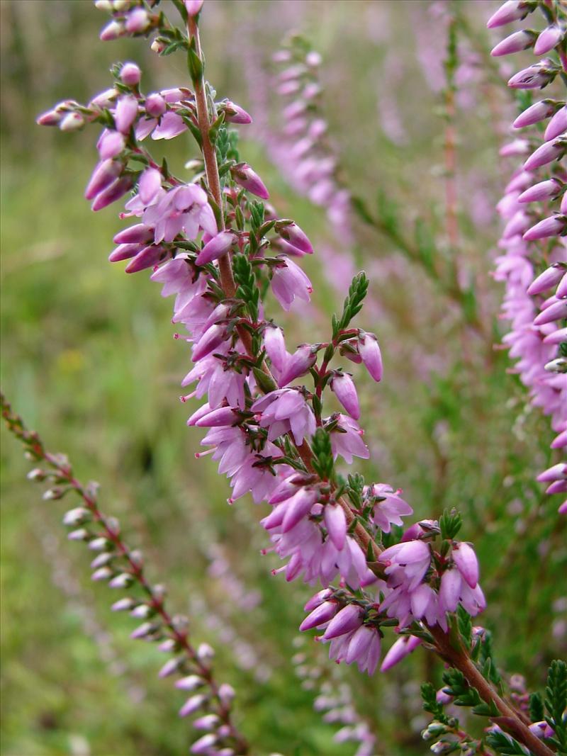 Calluna vulgaris (door Adrie van Heerden)