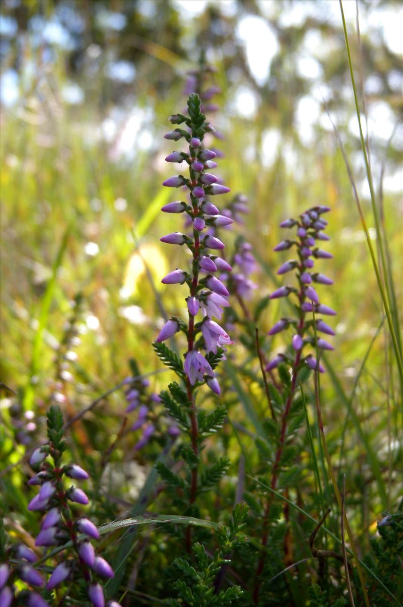 Calluna vulgaris (door Hans Toetenel)