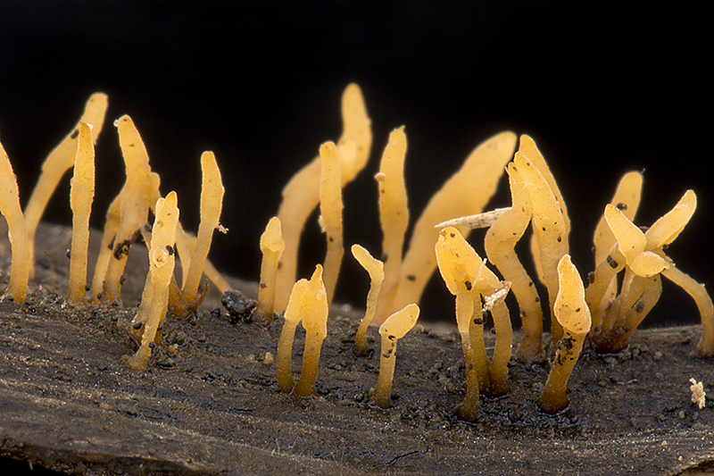 Calocera glossoides (door Nico Dam)