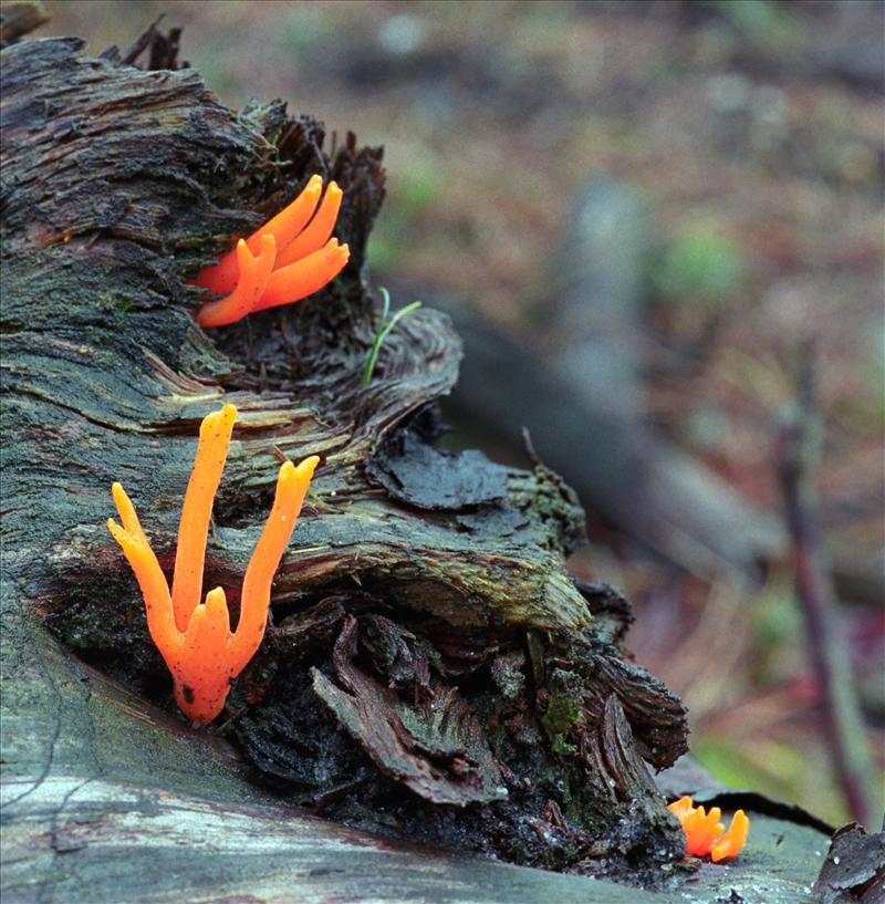 Calocera viscosa (door Ab H. Baas)