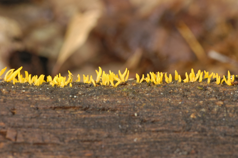 Calocera cornea (door Nico Dam)