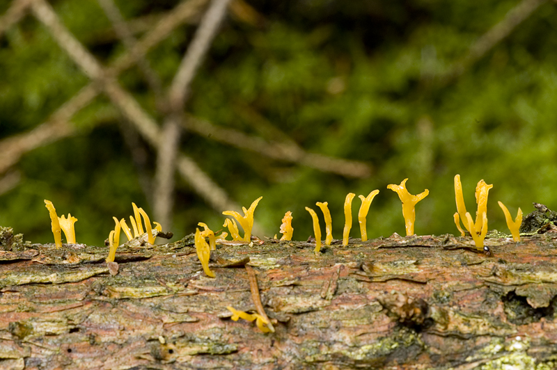 Calocera furcata (door Nico Dam)