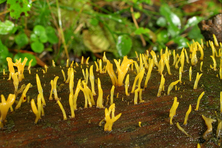 Calocera furcata (door Henk Huijser)