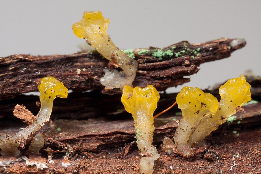 Calocera pallidospathulata (door Aldert Gutter)