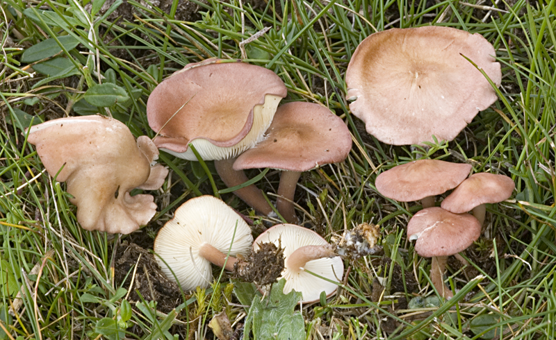 Calocybe carnea (door Nico Dam)