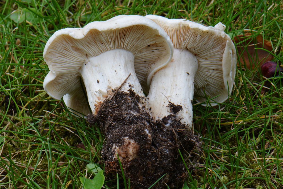 Calocybe gambosa (door Laurens van Run)