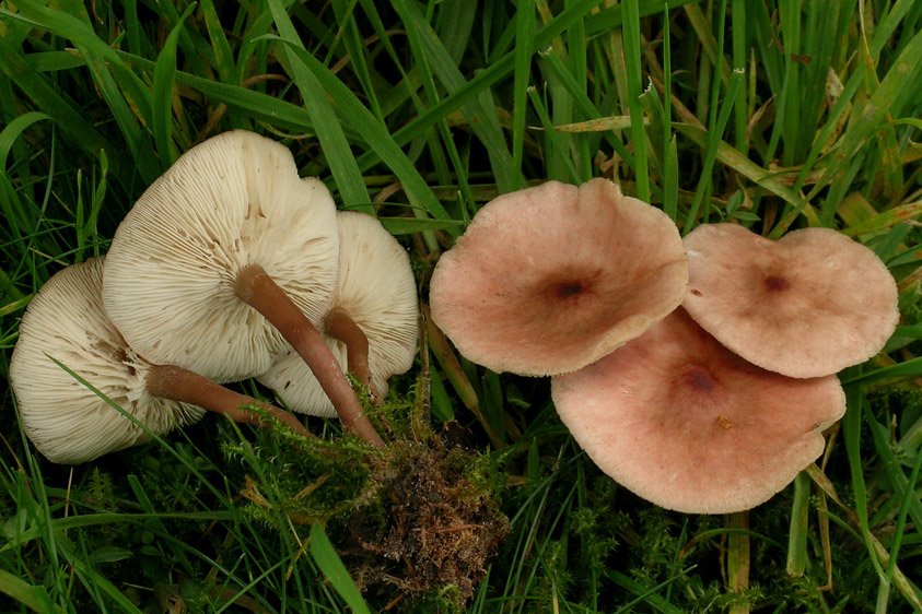 Calocybe carnea (door Henk Huijser)