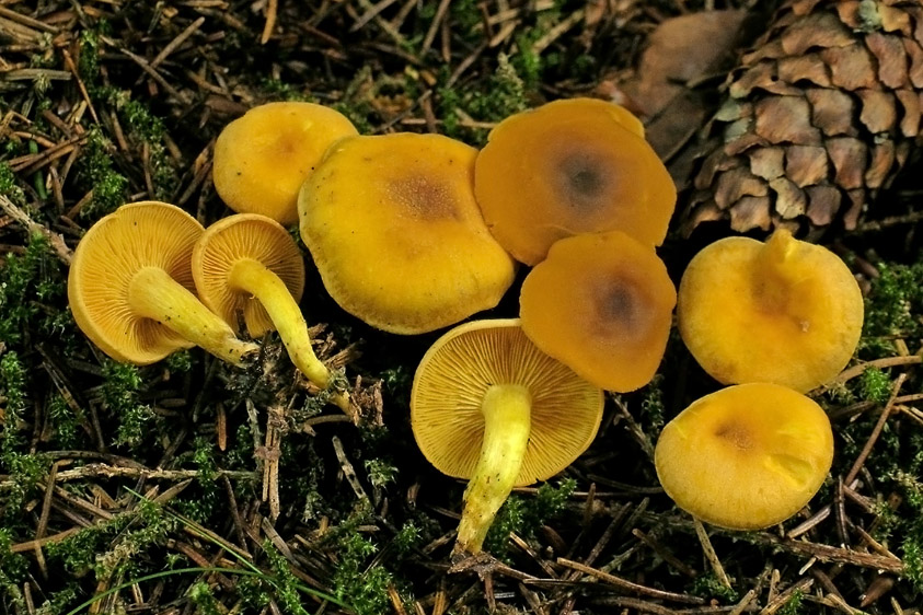 Calocybe chrysenteron var. chrysenteron (door Henk Huijser)